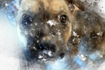 förlora-en-hund