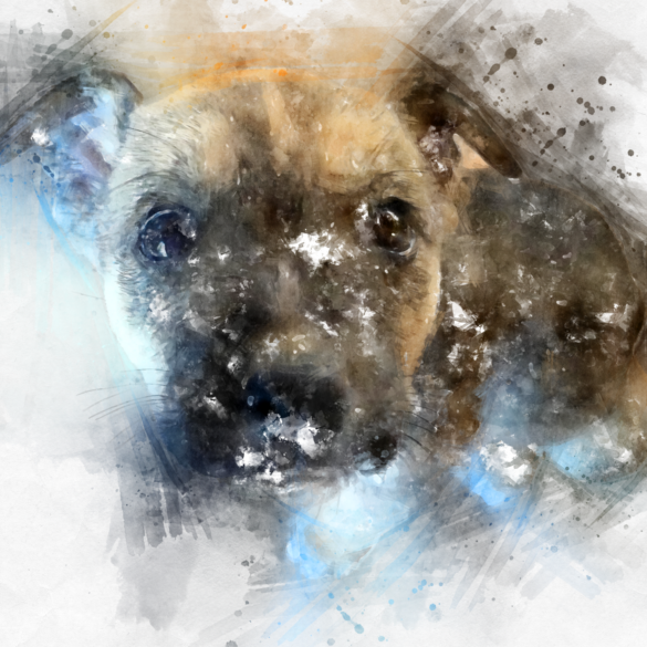 förlora-en-hund
