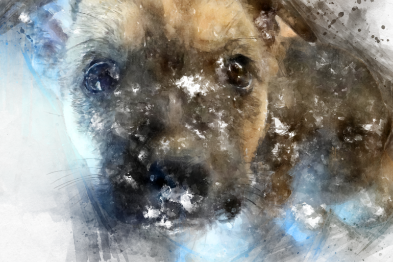 förlora-en-hund